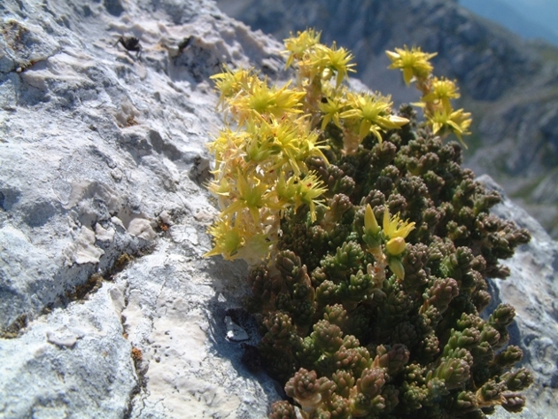 sedum? - Sedum cfr.acre